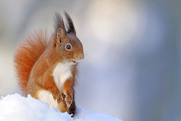 Eichhörnchen im Winter