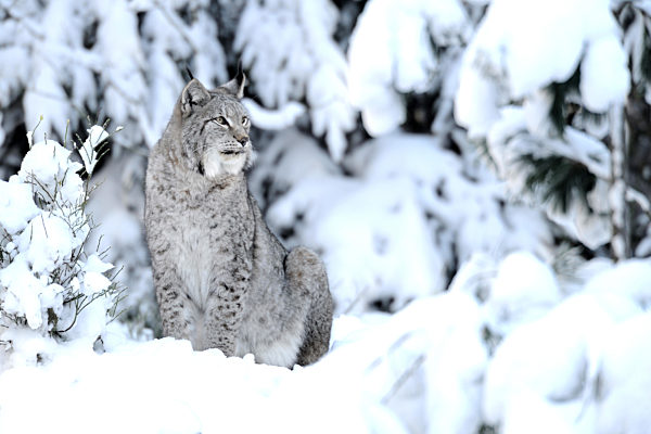 Luchs im Winter