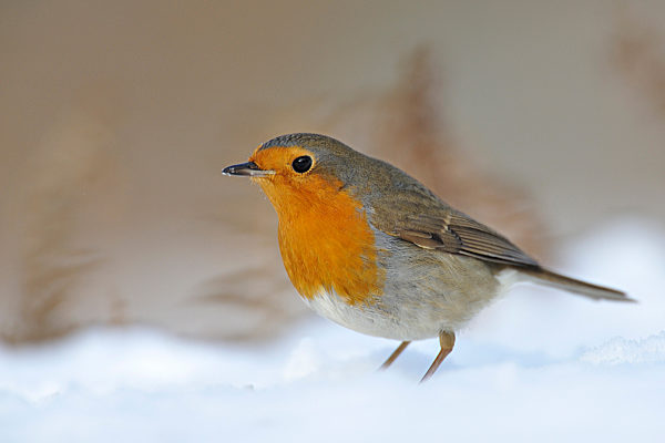 Rotkehlchen im Winter