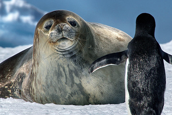 Antarktis - Robbe und Adelie Pinguine