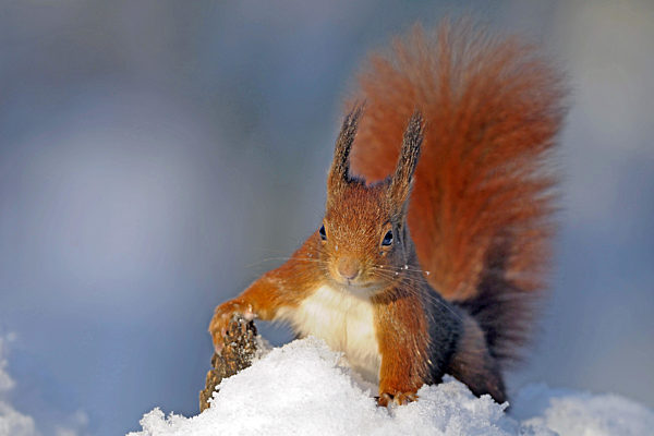 Eichhörnchen im Winter