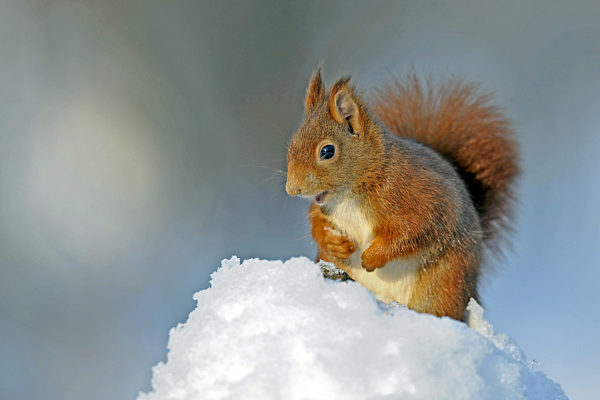 Eichhörnchen im Winter