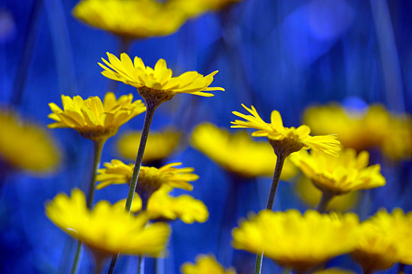 Zitronengelbe Färberkamille