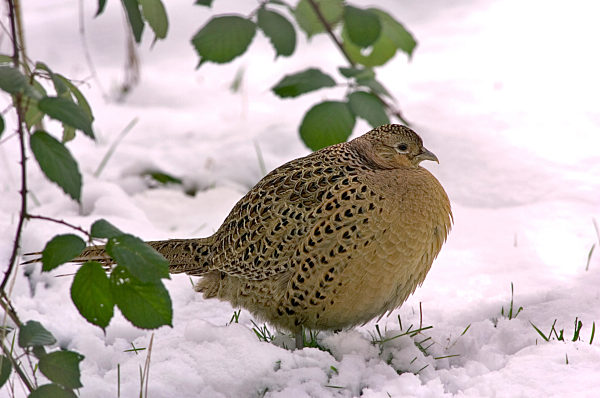 Weiblicher Fasan im Winter