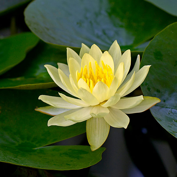 Lotusblume - Nymphaea mexicana