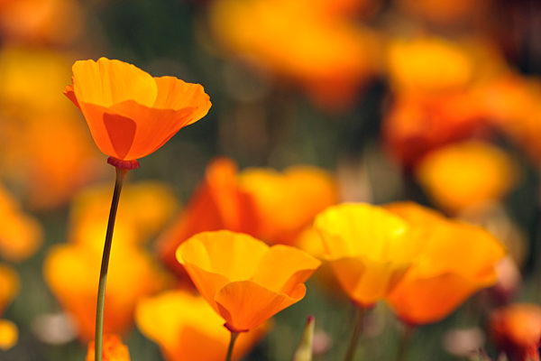 Kalifornischer Goldmohn