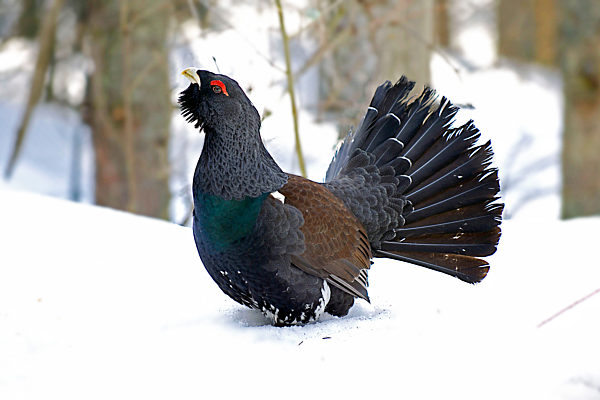 Balzender Auerhahn - Western Capercaillie
