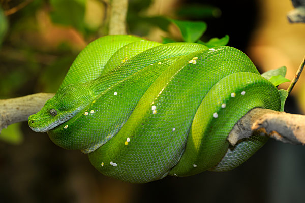 Grüner Baumpython