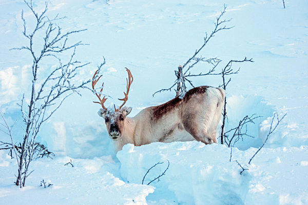 Rentier in Norwegen