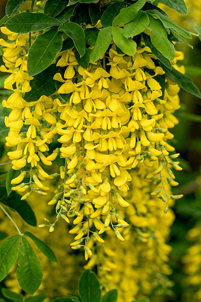 Laburnum × watereri 'Vossii'