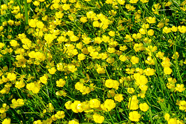 Butterblumen, Scharfer Hahnenfuß (Ranunculus acris), Sachsen, Deutschland