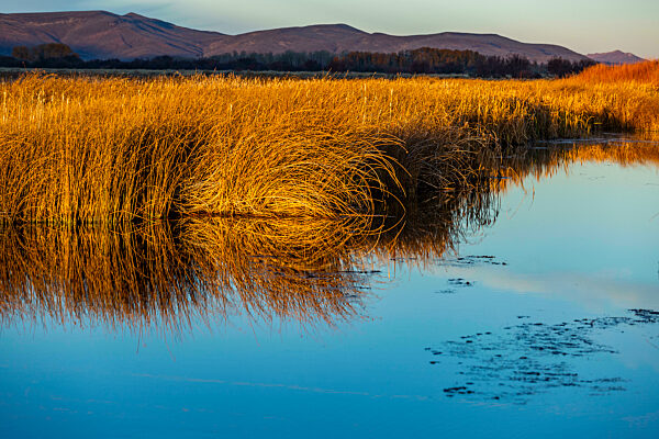 USA, Idaho, Bellevue, Morning sunlight on reeds in calm spring creek 