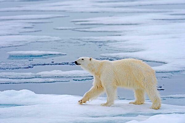Eisbaer auf Spitzbergen, Nahrungssuche, Norwegen, ein, Einzeltier, seitlich,  (Aufnahmedatum nicht übertragen)
