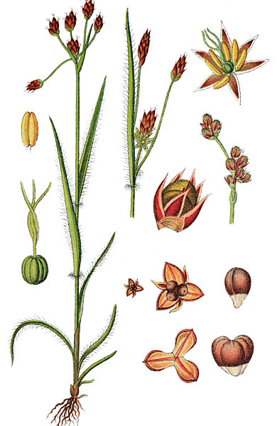 Feld-Hainsimse Luzula campestris, auch Hasenbrot oder Gemeine Marbel, historische Chromolithographie, Farbsteindruck, Farblithografie, ca 1885, Heilpflanze, Nutzpflanze