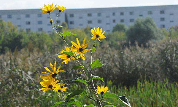 IGA 2017 - Herbstspaziergang