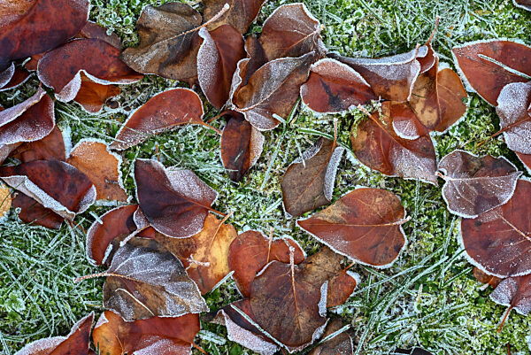 Getrocknete Kastanienblätter mit Raureif im Winter