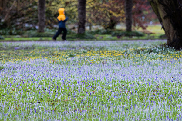 Krokusse in Köln