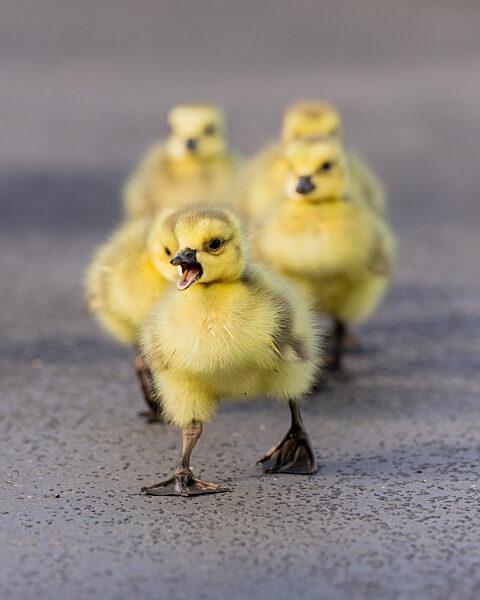 Kanadagansfamilie auf der Straße