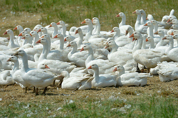 Gänse in der Gänsefarm