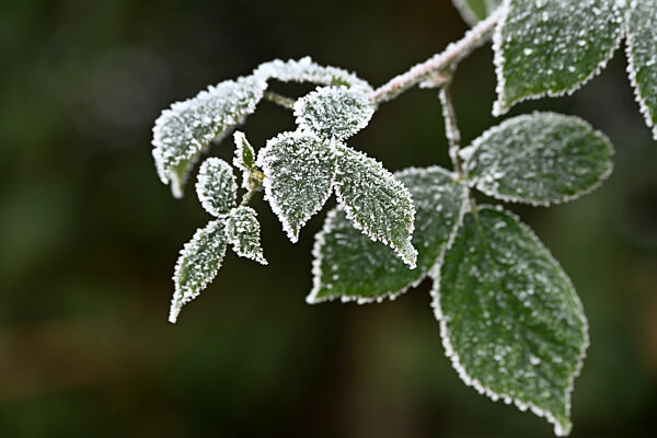 Raureif im Garten