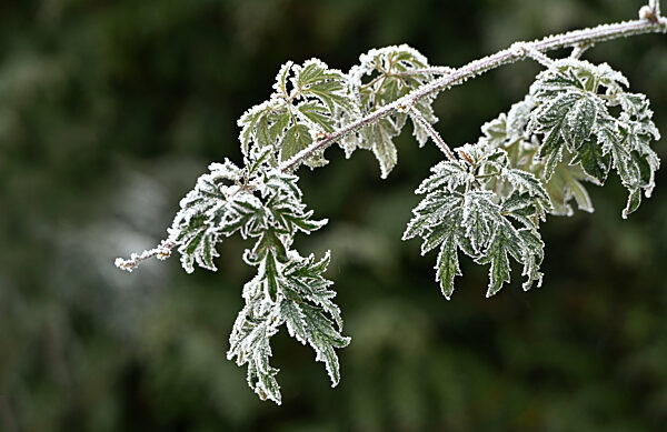 Raureif im Garten