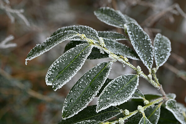 Raureif im Garten