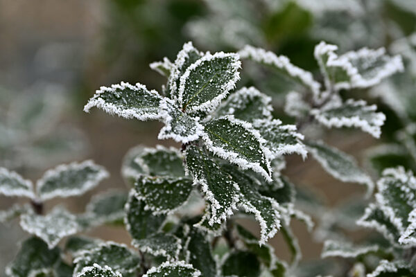 Raureif im Garten