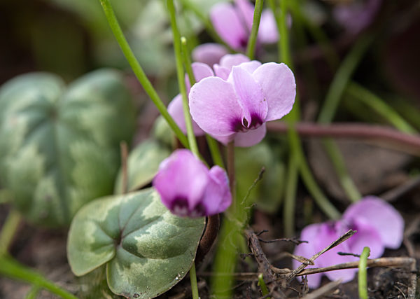 Alpenveilchen (Cyclamen coum)