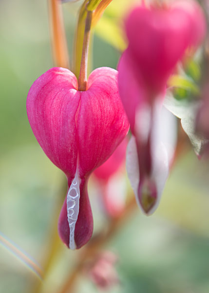 Traenendes Herz (Dicentra spectabilis)
