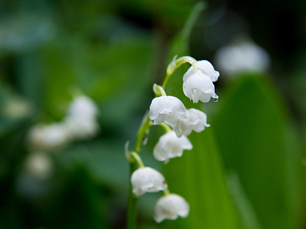 Maigloeckchen (Convallaria majalis)