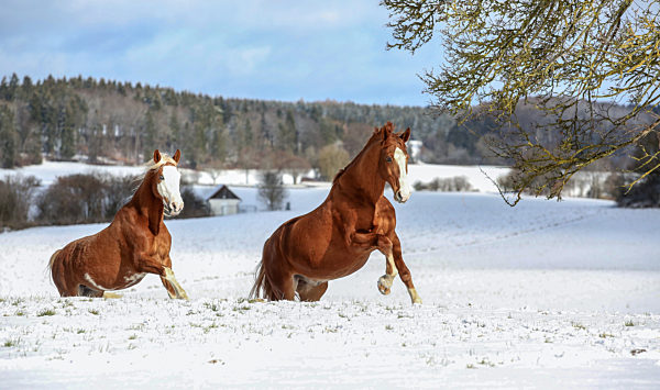 Schnee auf der Schwäbischen Alb