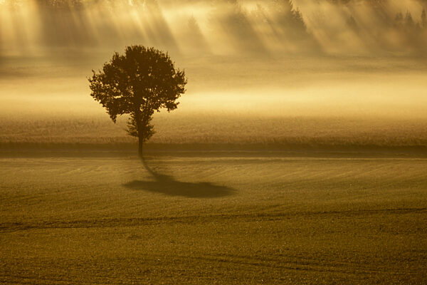 ;Frühnebel;Morgennebel