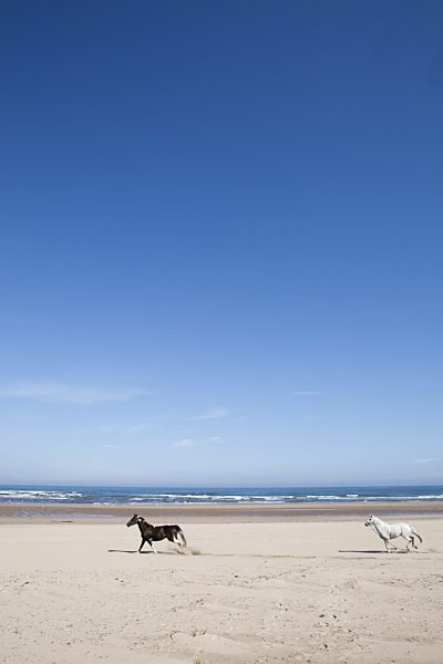 Two horses galloping along deserted beach, Scotland