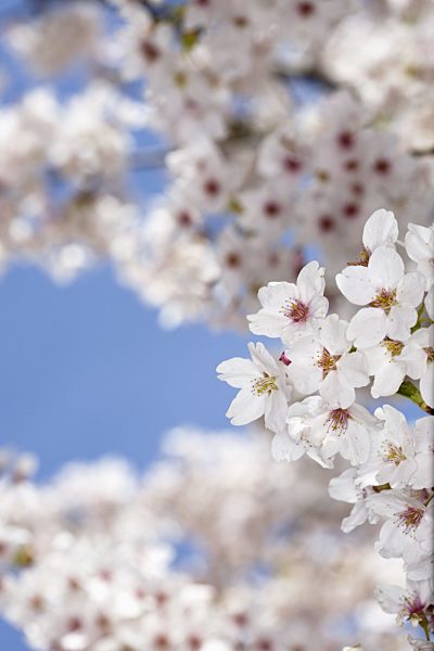 Cherry tree in full blossom, Munich, Germany