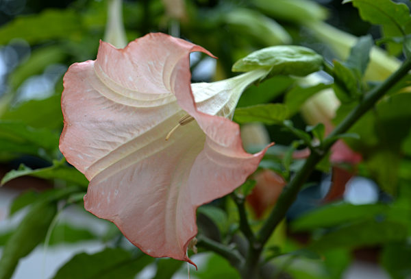 Gaerten der Welt - Engelstrompete