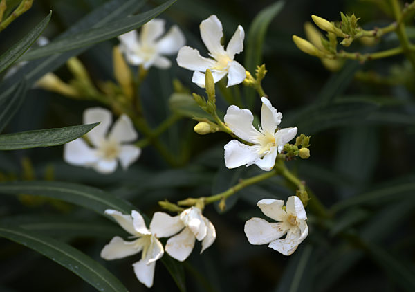 Gaerten der Welt - 	Oleander