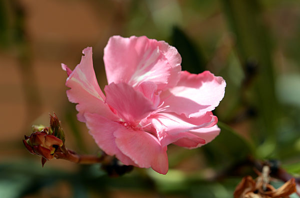 Gaerten der Welt - 	Oleander