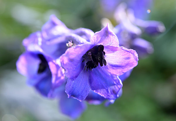 Hoher Rittersporn (Delphinium elatum)