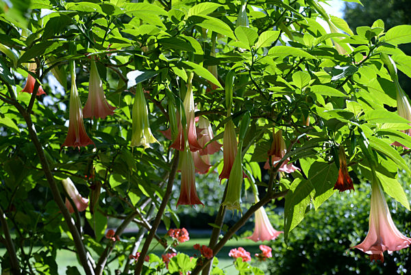 Gärten der Welt - Engelstrompete