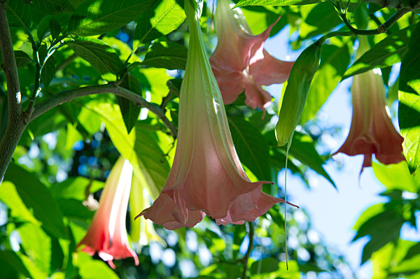 Gärten der Welt - Engelstrompete