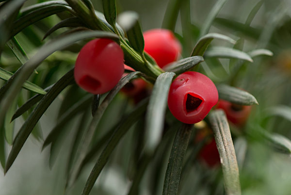 Gaerten der Welt - Eibe
