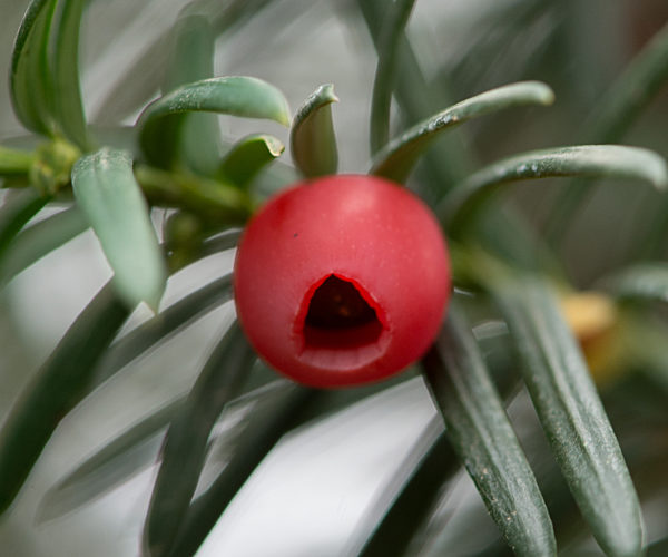 Gaerten der Welt - Eibe