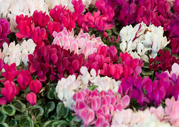 Gruene Woche 2016 - Alpenveilchen