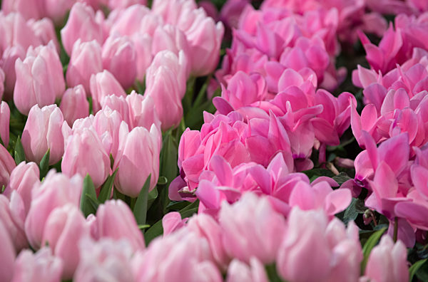 Gruene Woche 2016 - Tulpen und Alpenveilchen