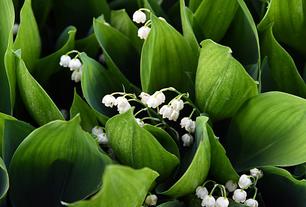 Maigloeckchen (Convallaria majalis)