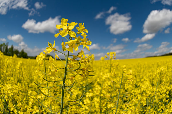 Blühendes Rapsfeld in Niederbayern