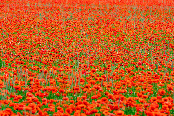 Mohnfeld nahe Landshut