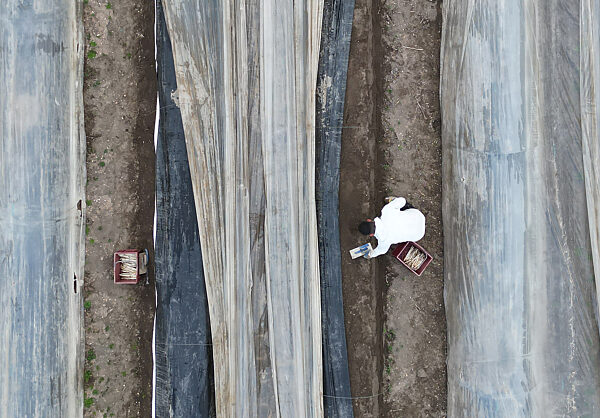 Auftakt der Spargelsaison