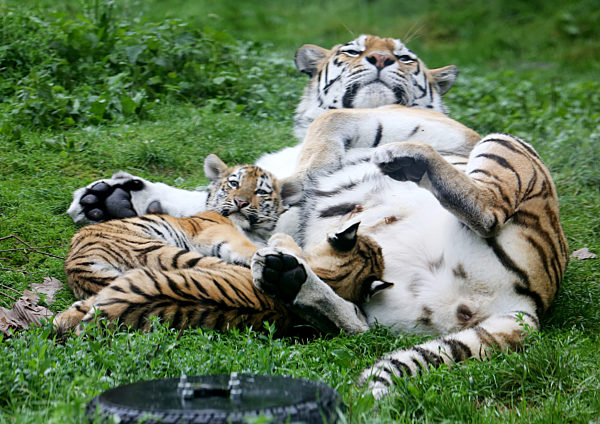 Tigerbabys in Duisburg