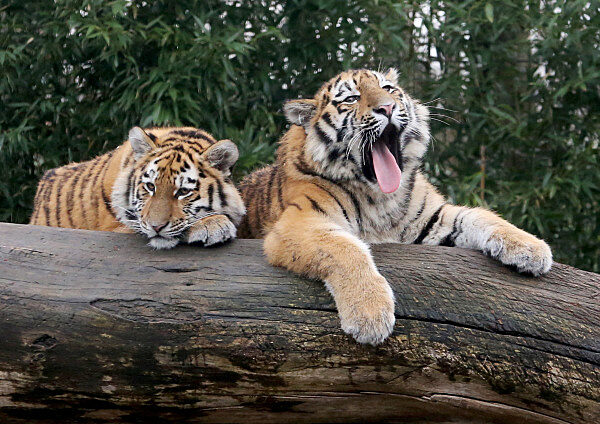 Der Tigernachwuchs im Duisburger Zoo